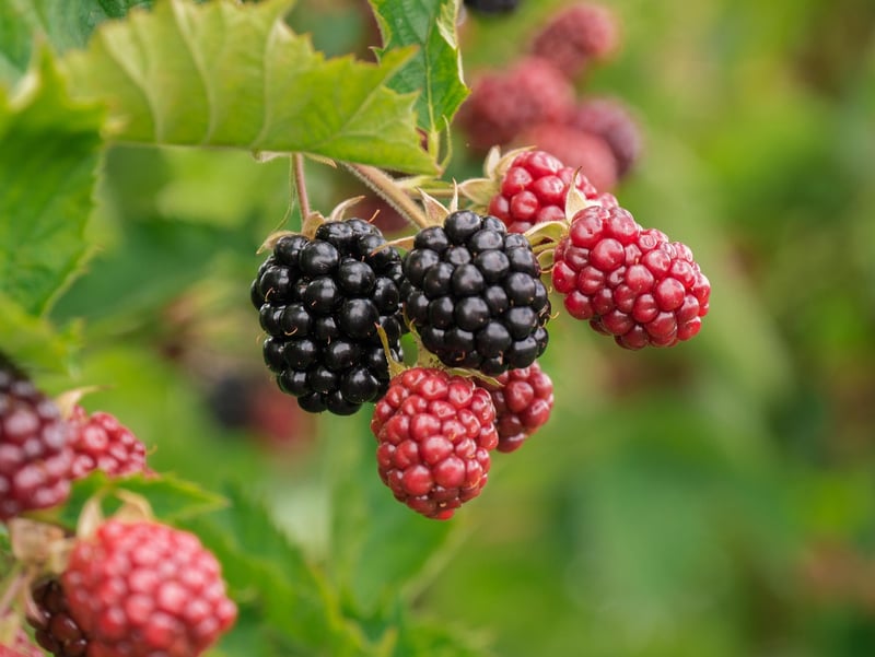 Wild Berry Salad